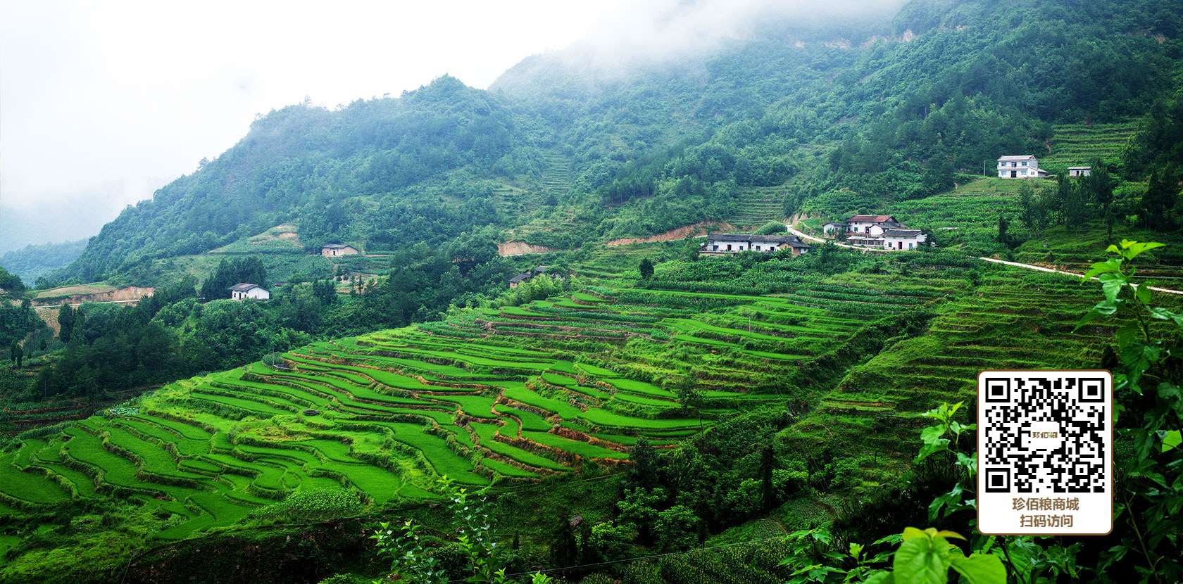 珍佰粮陕西石泉县盘龙山合作种植基地